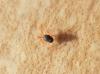 Penthaleus sp.